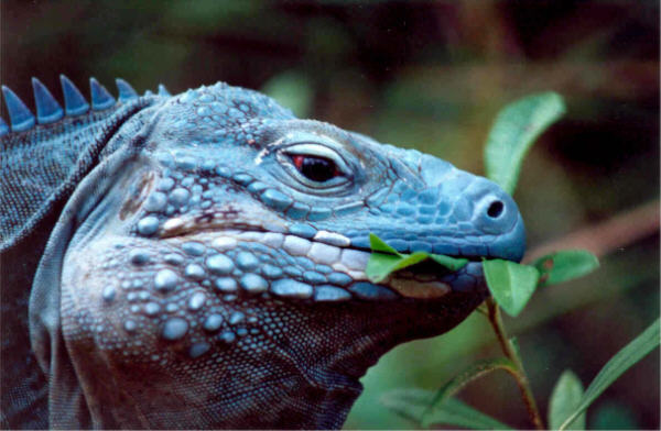 cayman blue iguana.jpg